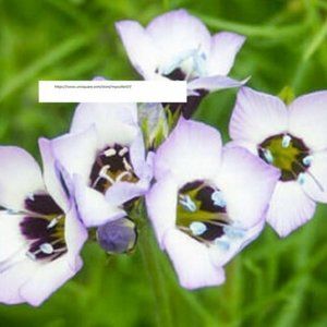 Bird's Eyes Seeds - Flower Seeds - BOGO